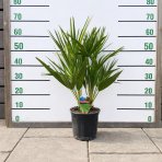 Palmička nízka (Chamaerops Humilis) - výška 50-60 cm, kont. C5L